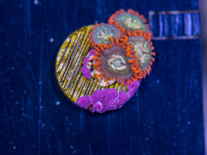 Zoanthids