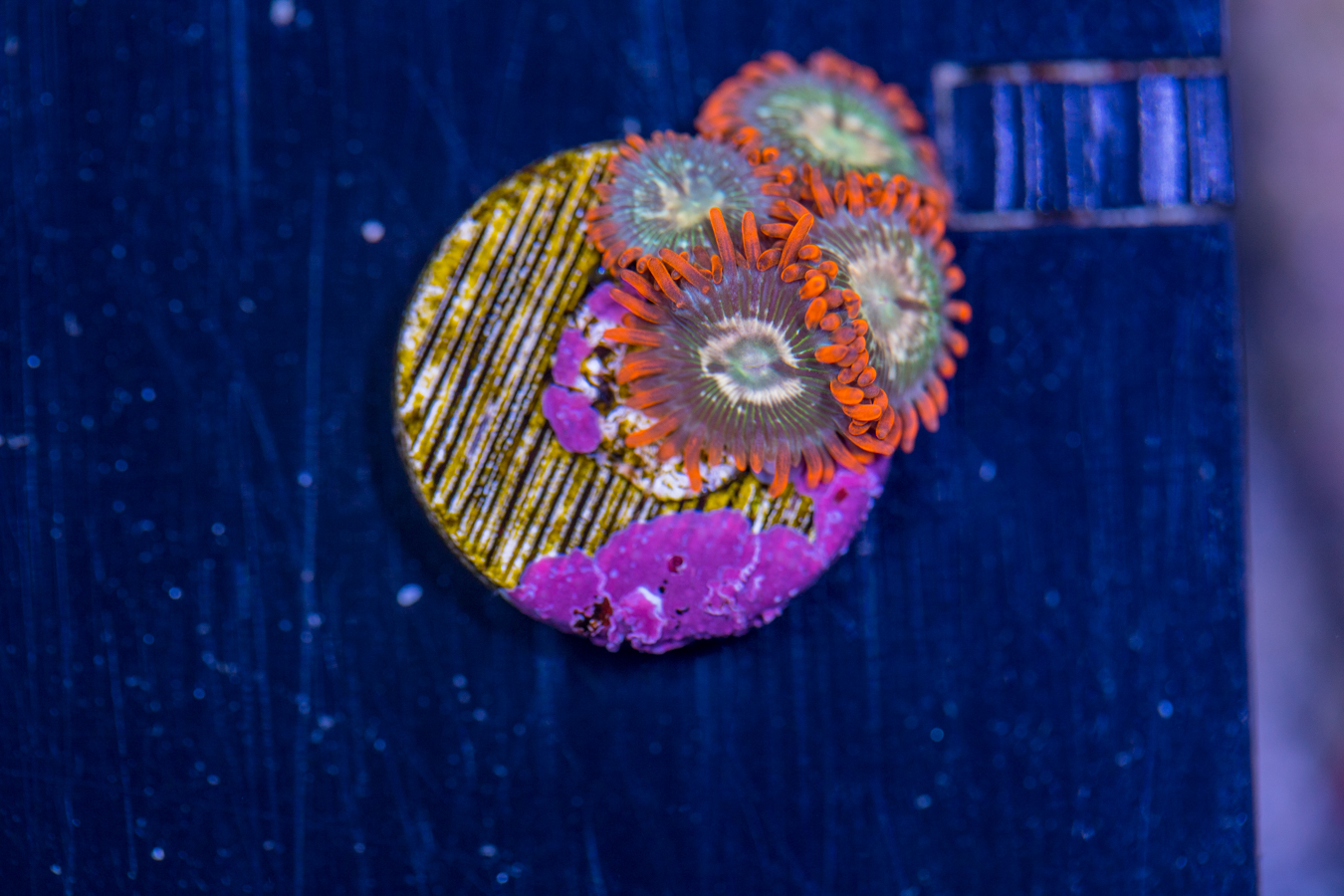 Zoanthids 1 Zoanthids