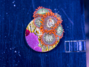 Zoanthids