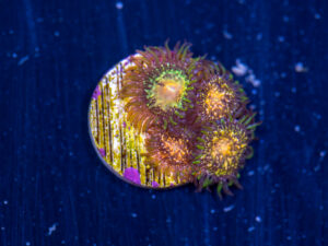 Zoanthids - Texas Grim Reaper