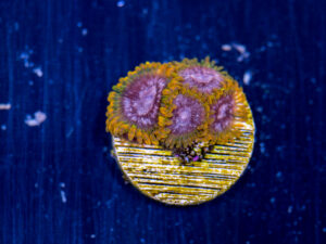 Zoanthids - Acid Reflux