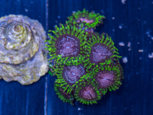 Zoanthids - Purple Monster