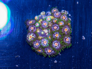 Zoanthids - Pinwheel