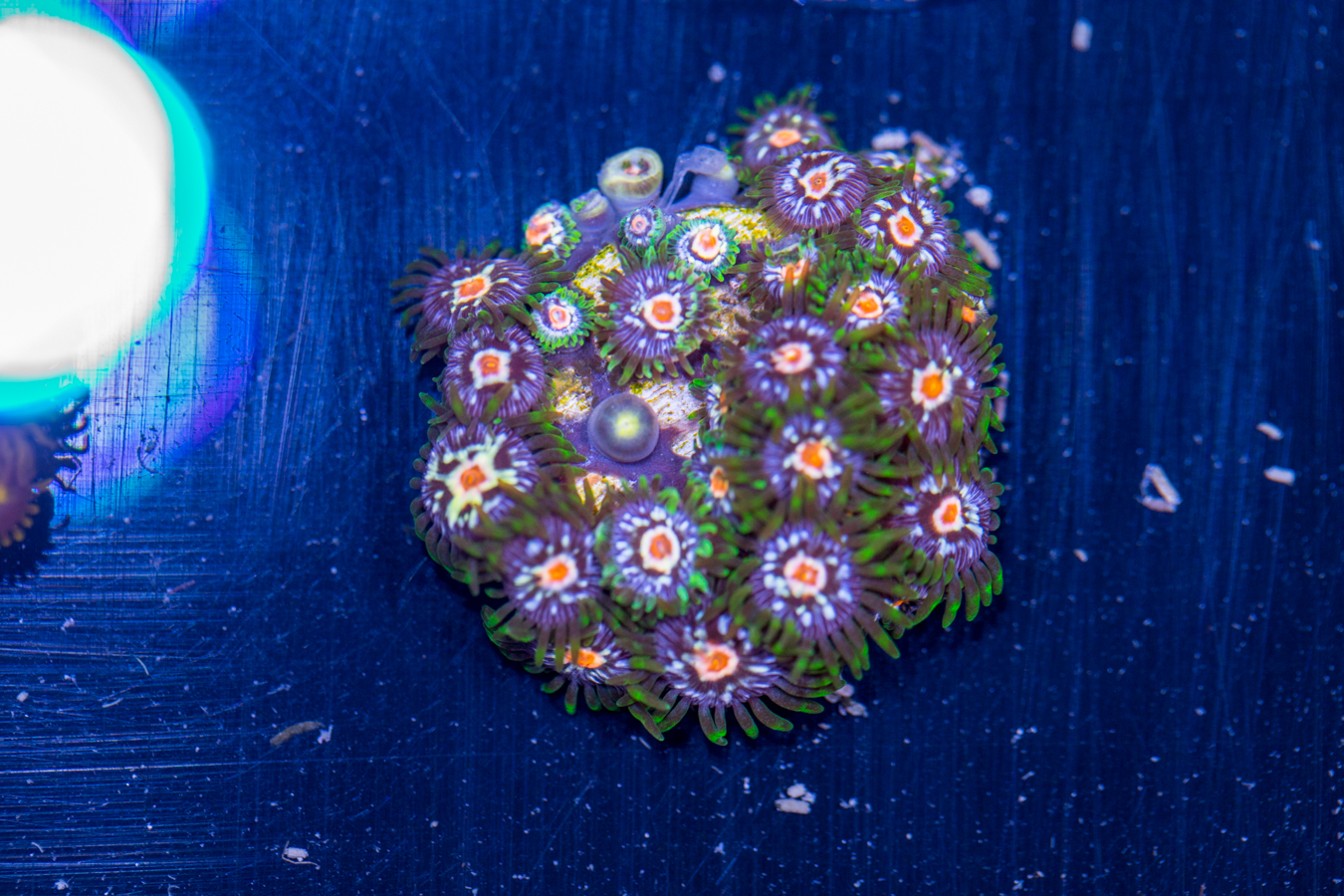 Zoanthids - Pinwheel 1 Zoanthids - Pinwheel