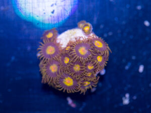 Zoanthids - King Midas