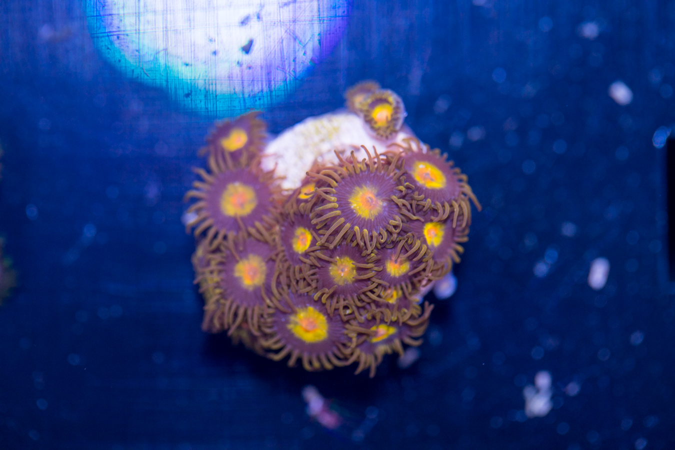 Zoanthids - King Midas 1 Zoanthids - King Midas