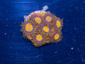Zoanthids - King Midas