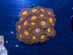 Zoanthids - King Midas