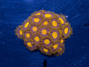 Zoanthids - King Midas