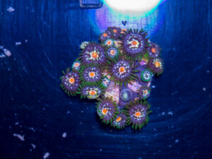 Zoanthids - Pinwheel