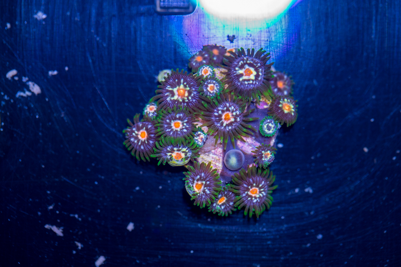Zoanthids - Pinwheel 1 Zoanthids - Pinwheel