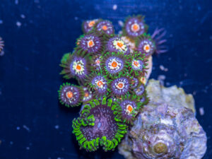 Zoanthids - Pinwheel