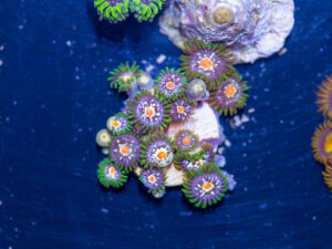 Zoanthids - Pinwheel