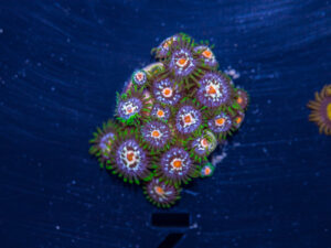 Zoanthids - Pinwheel