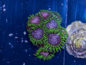 Zoanthids - Purple Monster