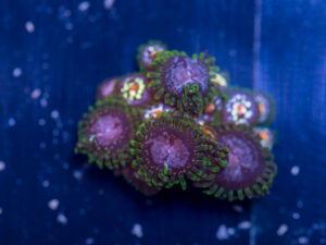 Zoanthids - Purple Monster