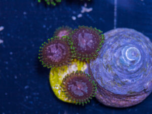 Zoanthids - Purple Monster