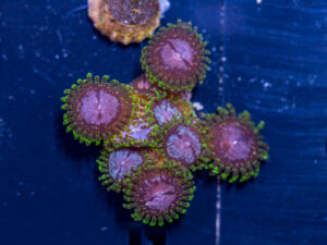 Zoanthids - Purple Monster