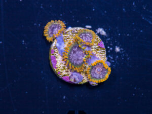 Zoanthids - Acid Reflux