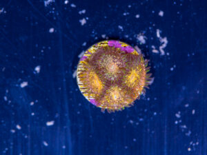 Zoanthids - Texas Grim Reaper