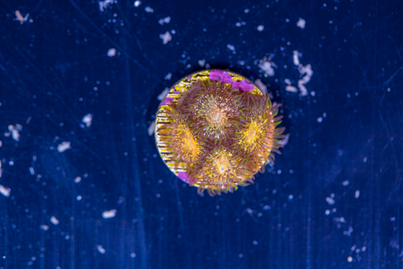 Zoanthids - Texas Grim Reaper 1 Zoanthids - Texas Grim Reaper