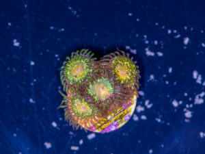 Zoanthids - Texas Grim Reaper