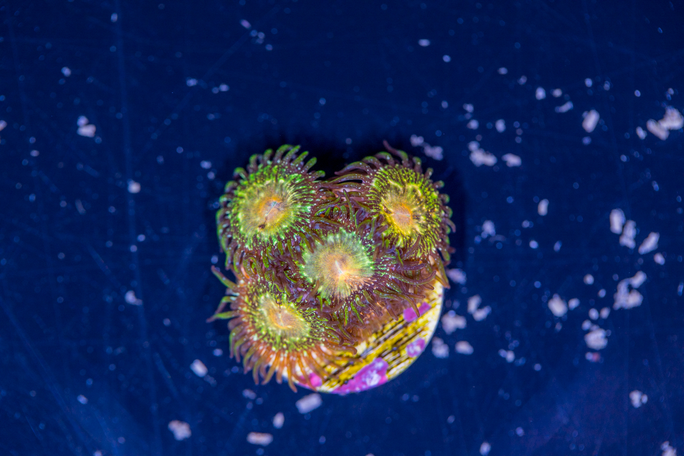 Zoanthids - Texas Grim Reaper 1 Zoanthids - Texas Grim Reaper