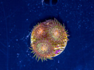 Zoanthids - Texas Grim Reaper