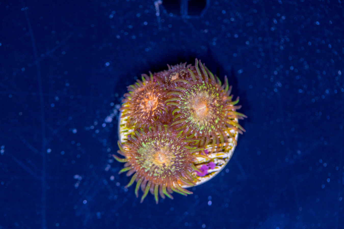 Zoanthids - Texas Grim Reaper 1 Zoanthids - Texas Grim Reaper