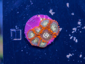Zoanthids