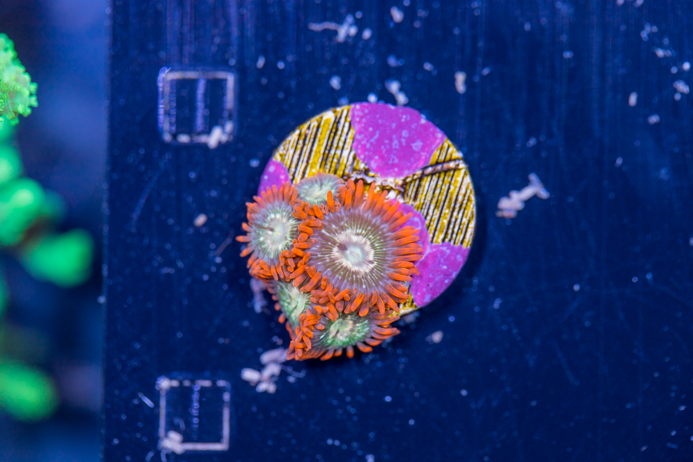 Zoanthids 1 Zoanthids