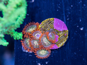 Zoanthids