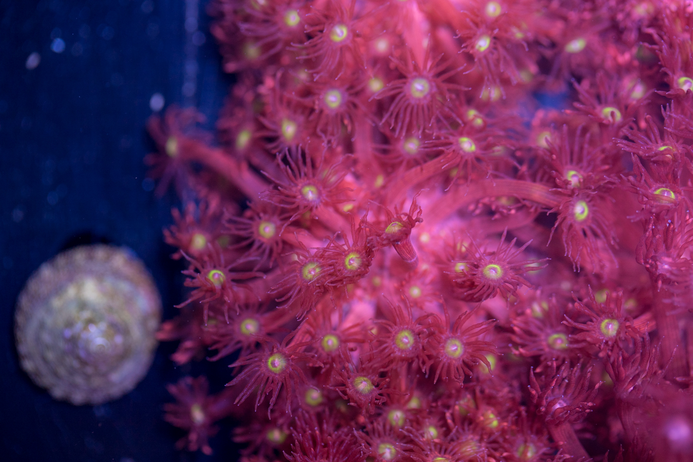 Goniopora 1 Goniopora