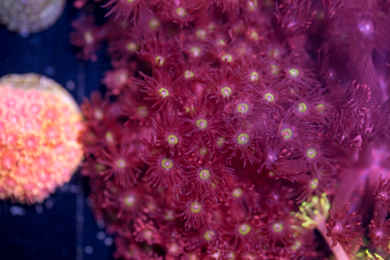 Goniopora 1 Goniopora