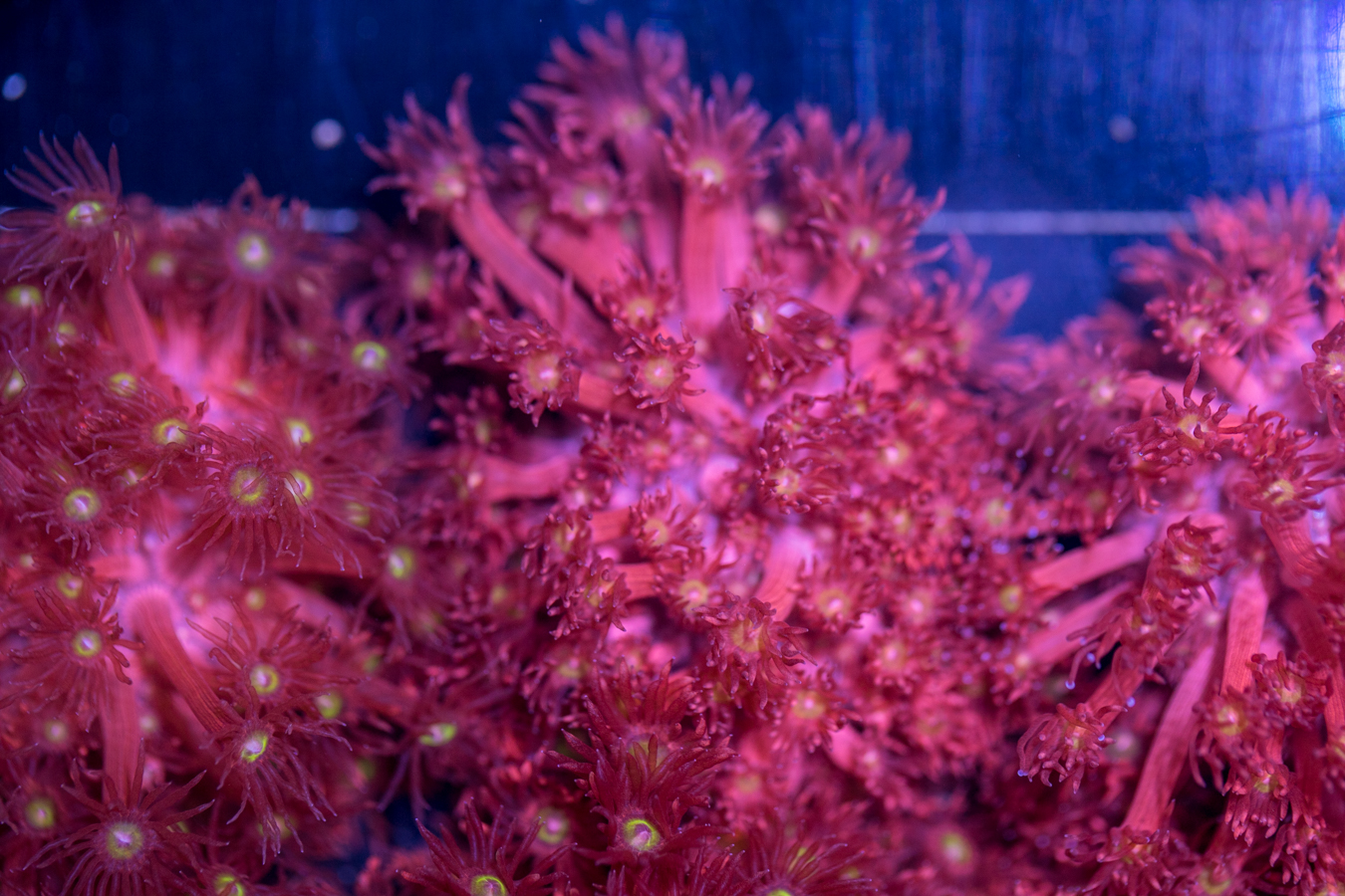 Goniopora 1 Goniopora