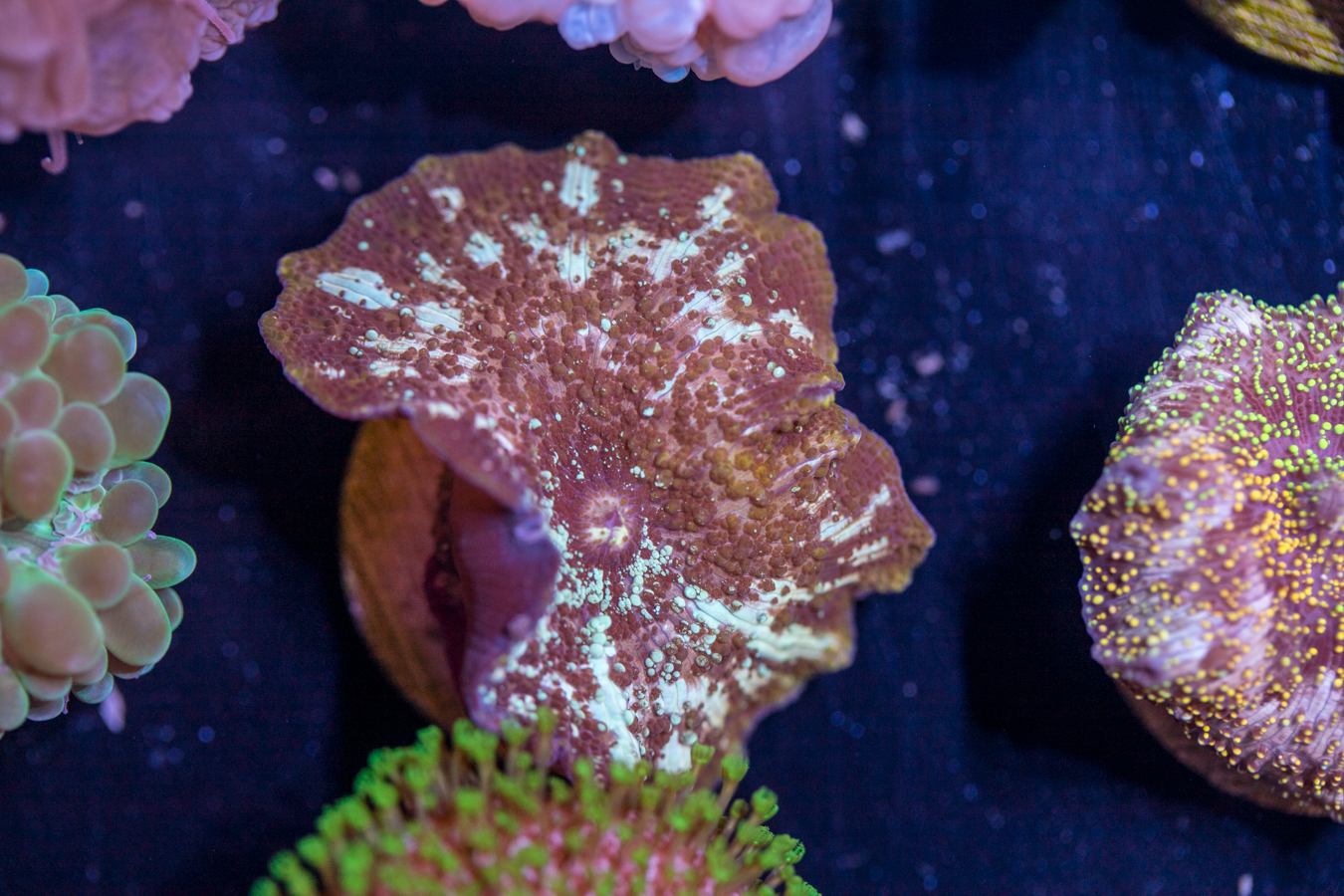 Corallimorph 1 Corallimorph