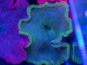 Haddon's Carpet Anemone