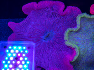 Haddon's Carpet Anemone