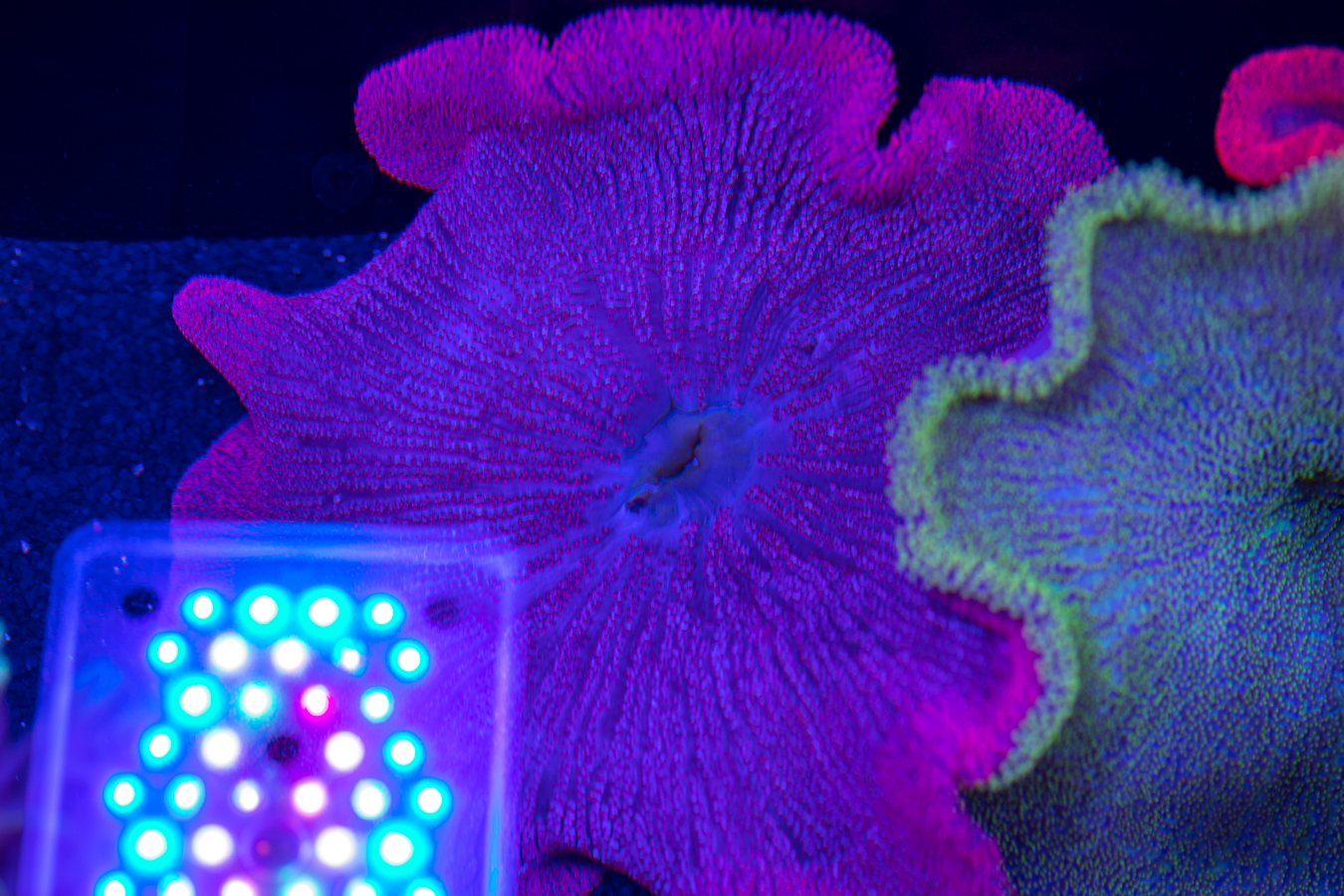 Haddon's Carpet Anemone 1 Haddon's Carpet Anemone