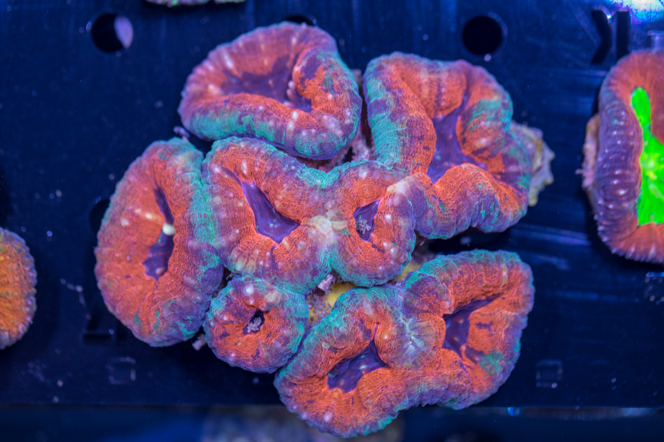 Lobophyllia 1 Lobophyllia