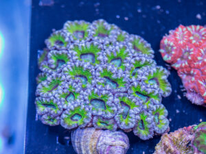 Acan - Lord Howe