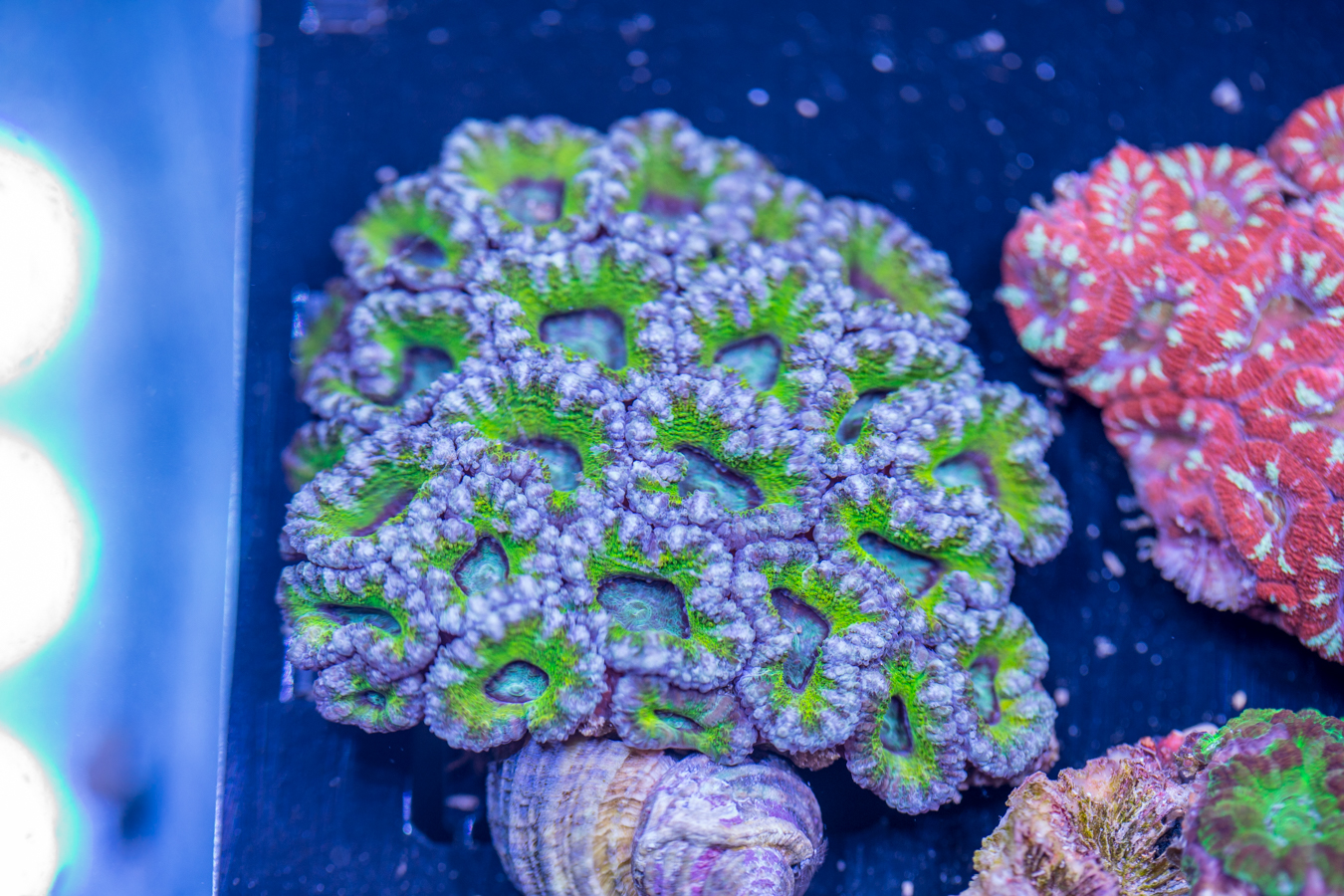 Acan - Lord Howe 1 Acan - Lord Howe