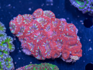 Acan - Lord Howe