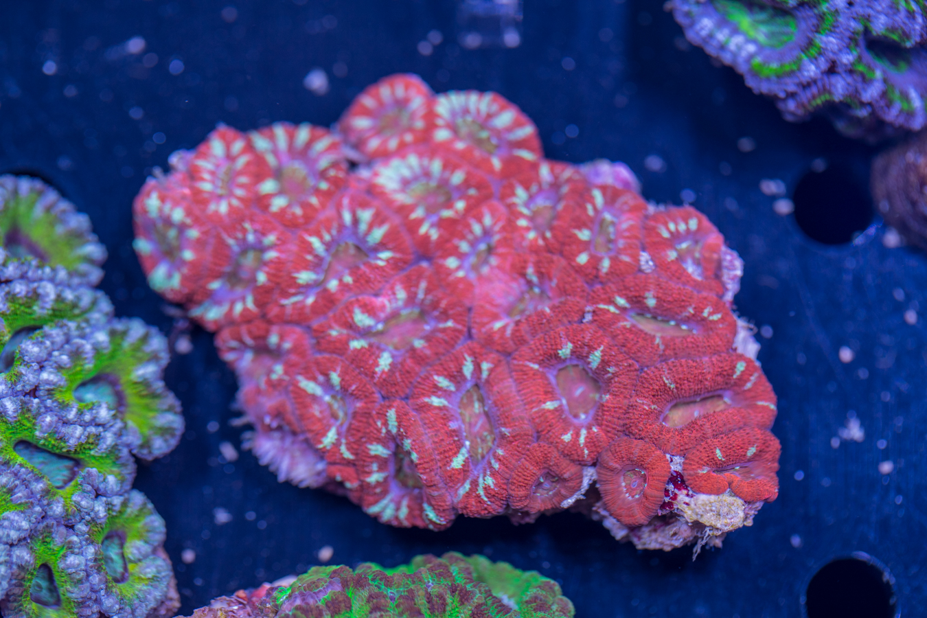 Acan - Lord Howe 1 Acan - Lord Howe