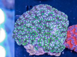 Acan - Lord Howe