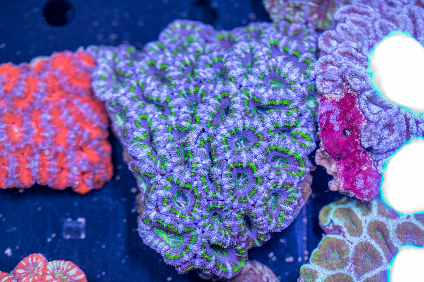 Acan - Lord Howe 1 Acan - Lord Howe