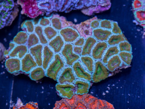 Acan - Lord Howe