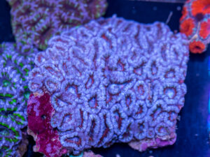 Acan - Lord Howe