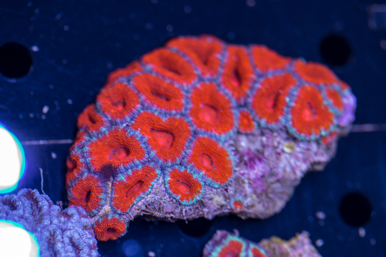 Acan - Lord Howe 1 Acan - Lord Howe