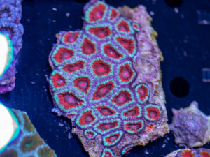 Acan - Lord Howe